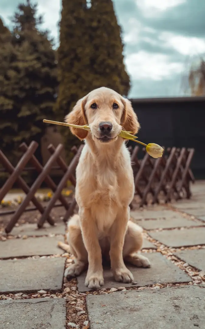Perro con una flor